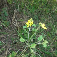 <i>Crotalaria clavata</i>  Wight & Arn.